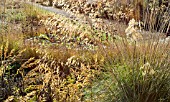 STIPA IN AUTUMNAL LIGHT