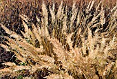 BORDERS IN LATE AUTUMN WITH RICH AUTUMNAL RUSSET TONES AT TRENTHAM GARDENS