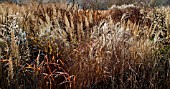 BORDERS IN LATE AUTUMN WITH RICH AUTUMNAL RUSSET TONES AT TRENTHAM GARDENS