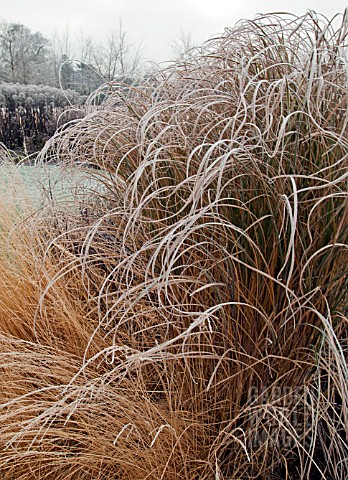 FROSTED_GRASSES