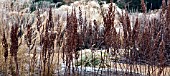 FROSTED BORDERS OF ORNAMENTAL GRASSES, AND SEEDHEADS AT TRENTHAM GARDENS