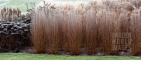 FROSTED_BORDERS_OF_ORNAMENTAL_GRASSES_AND_SEEDHEADS_AT_TRENTHAM_GARDENS