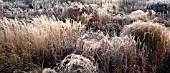 FROSTED BORDERS OF ORNAMENTAL GRASSES, AND SEEDHEADS AT TRENTHAM GARDENS