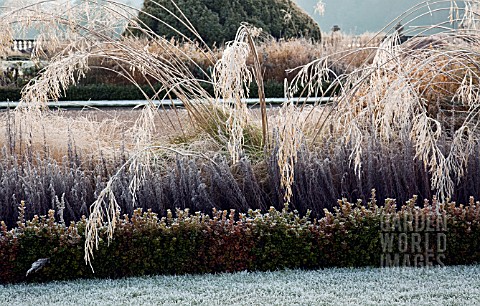 FROSTED_GRASSES_IN_ITALIANATE_FORMAL_GARDEN_AT_TRENTHAM_GARDENS