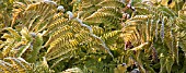 FROST ON FERNS