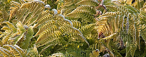 FROST_ON_FERNS