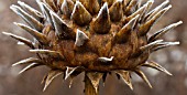 FROSTY CARDOON