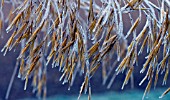 GRASS SEEDHEADS WITH FROST