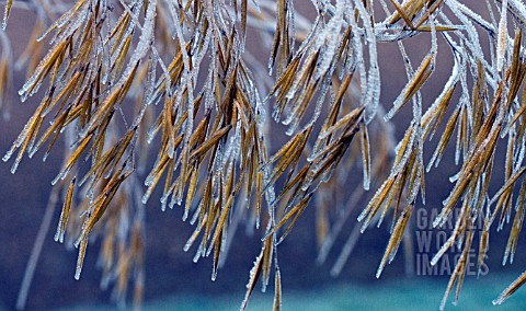 GRASS_SEEDHEADS_WITH_FROST