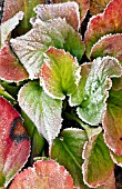 FROST ON BERGENIA