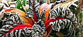 FROSTED LEAVES AND STEMS OF RED SWISS CHARD