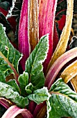 FROSTED LEAVES AND STEMS OF RED SWISS CHARD