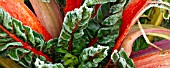 FROSTED LEAVES AND STEMS OF RED SWISS CHARD