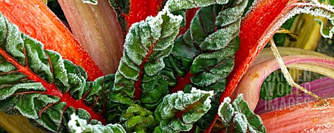 FROSTED_LEAVES_AND_STEMS_OF_RED_SWISS_CHARD