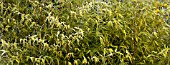 FROSTY BAMBOO
