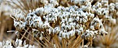 PERENNIAL SEEDHEADS WITH FROST