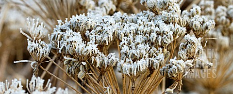 PERENNIAL_SEEDHEADS_WITH_FROST