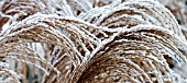FROSTY MISCANTHUS