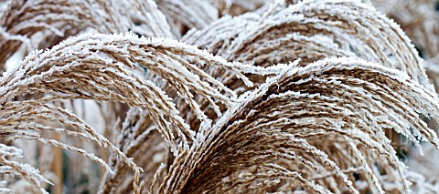 FROSTY_MISCANTHUS