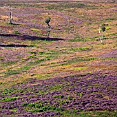 CANNOCK CHASE AREA OF OUSTANDING NATURAL BEAUTY IN LATE SUMMER