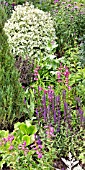 BORDER OF HERBACEOUS PERENNIALS