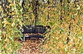 CARPINUS BETULUS AROUND A LOVE SEAT