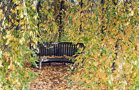 CARPINUS_BETULUS_AROUND_A_LOVE_SEAT