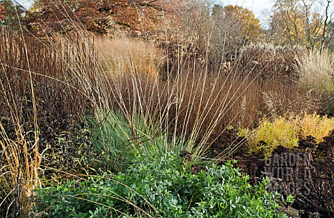 BORDERS_IN_LATE_AUTUMN_OF_GRASSES_SEED_HEADS_AND_STEMS_OF_HERBACEOUS_PERENNIALS__AT_TRENTHAM_GARDENS