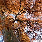 TAXODIUM DISTICHUM AUTUMN COLOUR