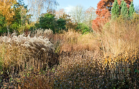 BORDERS_IN_LATE_AUTUMN_FROM_GRASSES_SEED_HEADS_AND_STEMS_OF_HERBACEOUS_PERENNIALS_AT_TRENTHAM_GARDEN