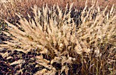 BORDERS IN LATE AUTUMN FROM GRASSES, SEED HEADS, AND STEMS OF HERBACEOUS PERENNIALS