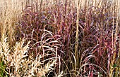 BORDERS IN LATE AUTUMN FROM GRASSES, SEED HEADS, AND STEMS OF HERBACEOUS PERENNIALS