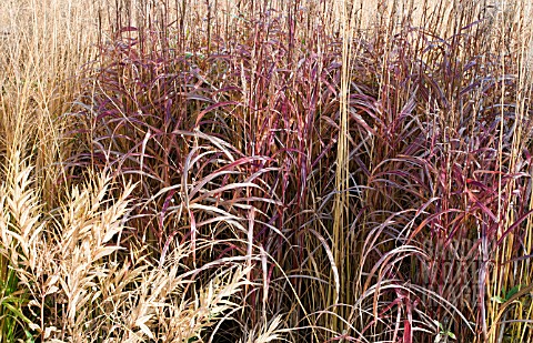 BORDERS_IN_LATE_AUTUMN_FROM_GRASSES_SEED_HEADS_AND_STEMS_OF_HERBACEOUS_PERENNIALS