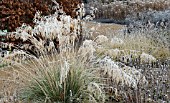 FROSTED FOLIAGE OF PERENNIAL GRASSES AND PERENNIALS