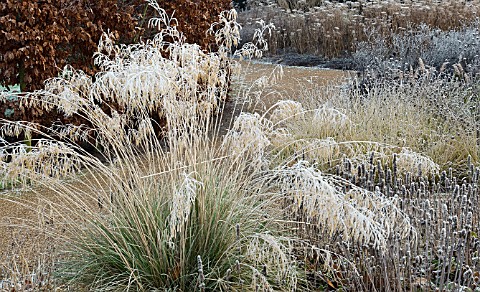 FROSTED_FOLIAGE_OF_PERENNIAL_GRASSES_AND_PERENNIALS