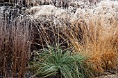 FROSTED FOLIAGE OF PERENNIAL GRASSES