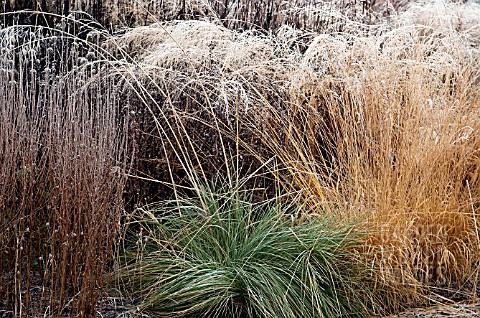 FROSTED_FOLIAGE_OF_PERENNIAL_GRASSES