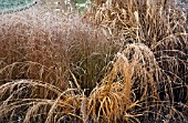 FROSTED FOLIAGE OF PERENNIAL GRASSES