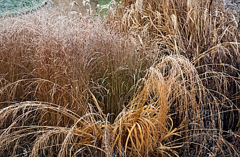 FROSTED_FOLIAGE_OF_PERENNIAL_GRASSES