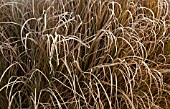 FROSTED FOLIAGE OF PERENNIAL GRASSES