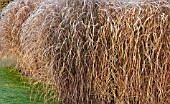 FROSTED FOLIAGE OF PERENNIAL GRASSES