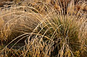 FROSTED FOLIAGE OF PERENNIAL GRASSES