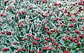 FROSTED RED BERRIES