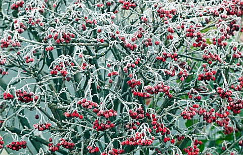 FROSTED_RED_BERRIES