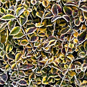FROSTY EUONYMUS LEAVES