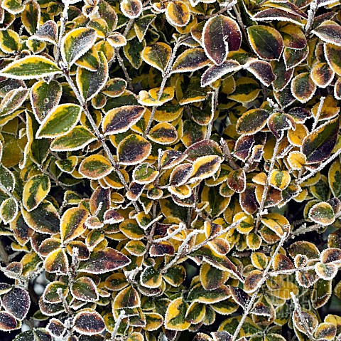 FROSTY_EUONYMUS_LEAVES