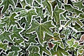 FROSTED IVY LEAVES