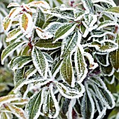 FROSTY EUPHORBIA LEAVES