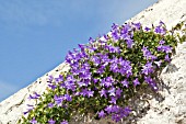 CAMPANULA CARPATICA