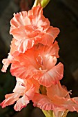 GLADIOLUS BEAU RIVAGE